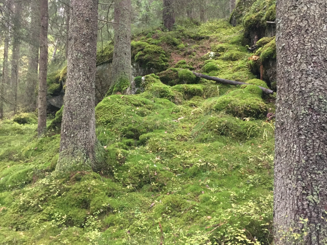 Illustrasjonsbilde for Viken Park-området. NB! Bildet er fra et annet sted med lignende naturforhold